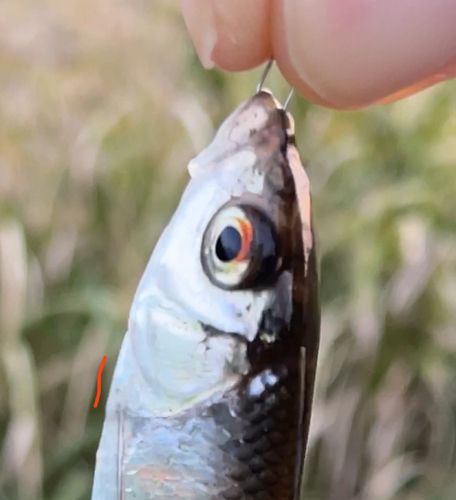 オイカワの釣果