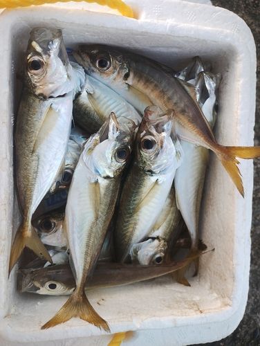 アジの釣果