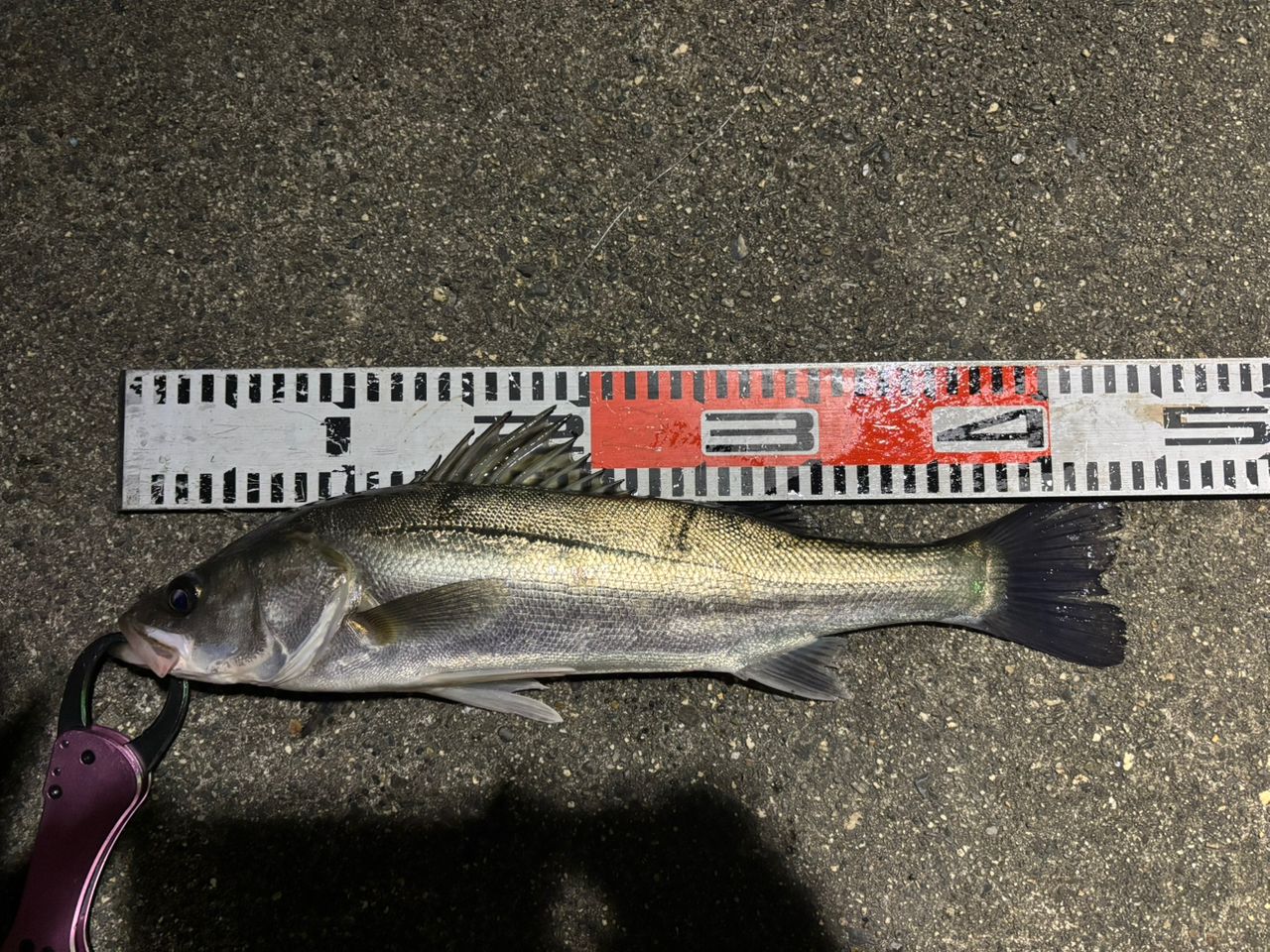 SHIMANO 20ルナミス S80MLの最安値・インプレ・釣果 | 本音の