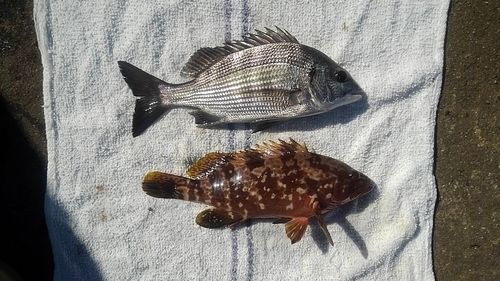 クロダイの釣果