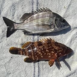 クロダイ