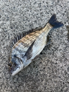クロダイの釣果