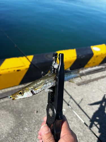 カマスの釣果