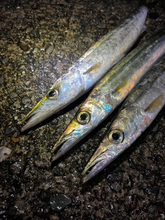 カマスの釣果