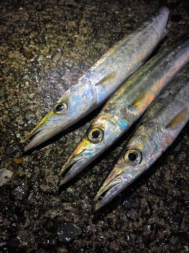 カマスの釣果