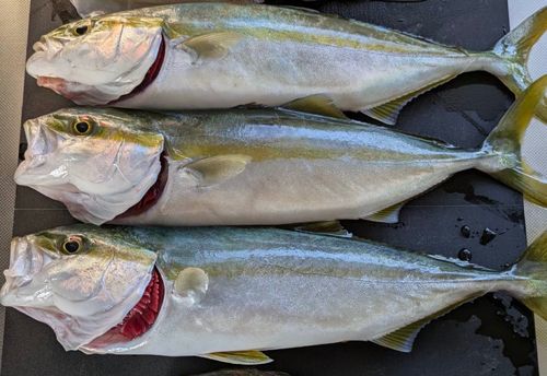 ワカシの釣果