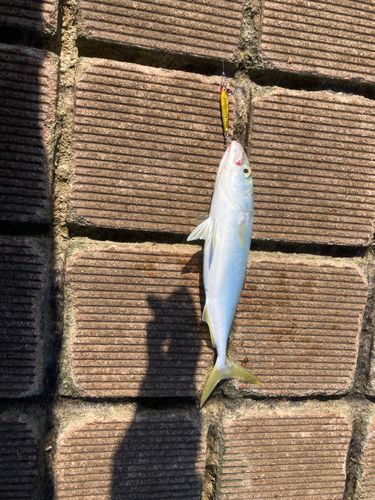 ワカシの釣果