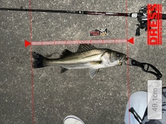 シーバスの釣果