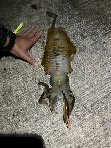 鹿児島湾北部