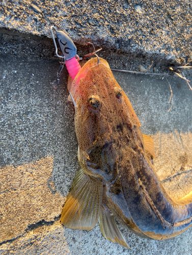 マゴチの釣果
