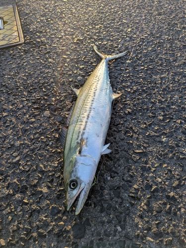 サゴシの釣果