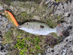 マトフエフキの釣果