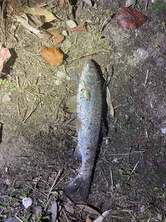 ウグイの釣果