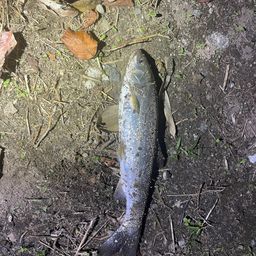 ウグイ
