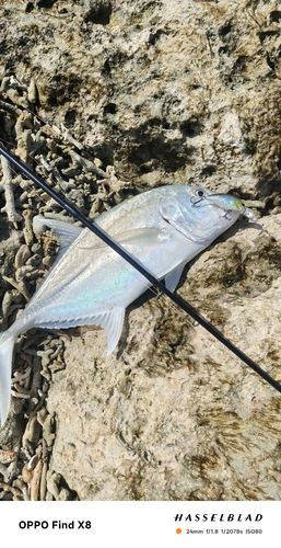 ロウニンアジの釣果