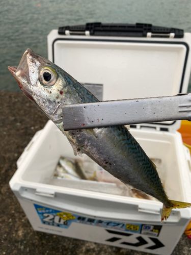 サバの釣果