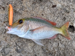 マトフエフキの釣果
