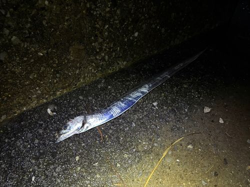 タチウオの釣果