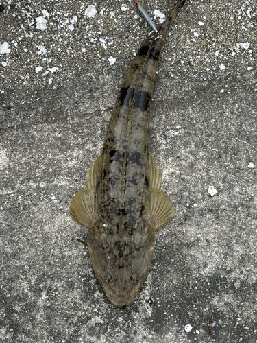 マゴチの釣果