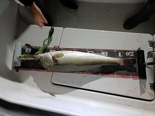 シーバスの釣果