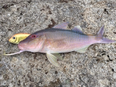 マルクチヒメジの釣果