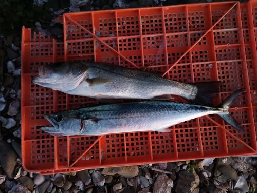サゴシの釣果