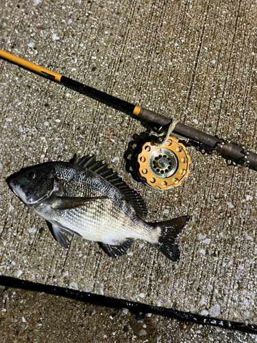 クロダイの釣果