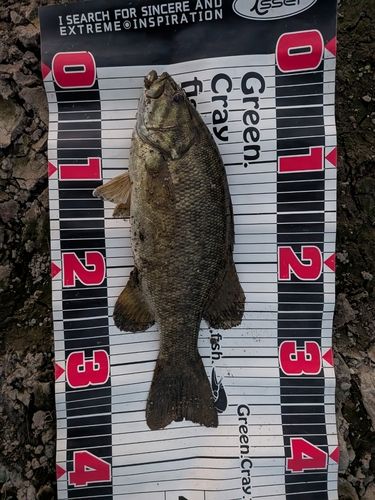 スモールマウスバスの釣果