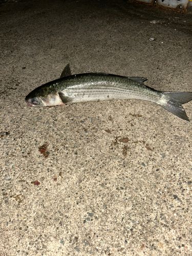 ボラの釣果