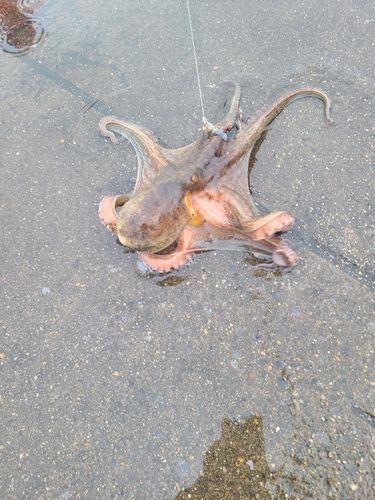 タコの釣果
