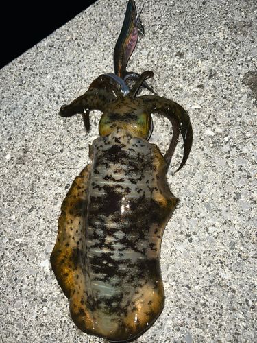 アオリイカの釣果