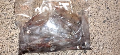 ヤリイカの釣果
