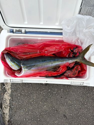 ツムブリの釣果