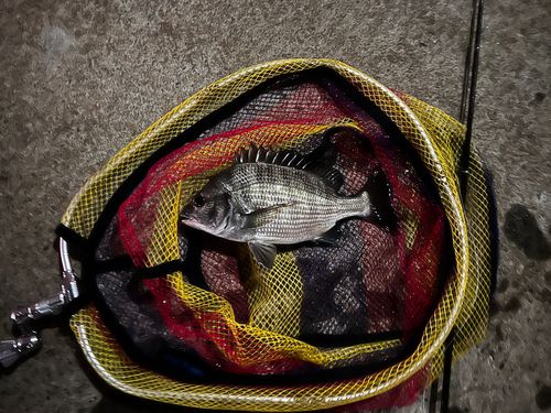 チンチンの釣果