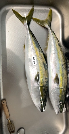 ワラサの釣果
