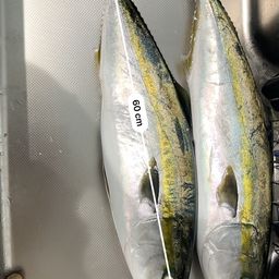 ワラサ