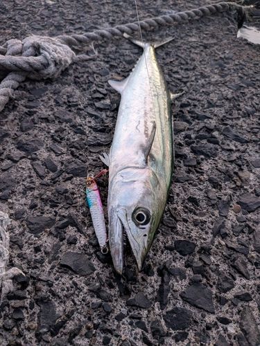 サゴシの釣果