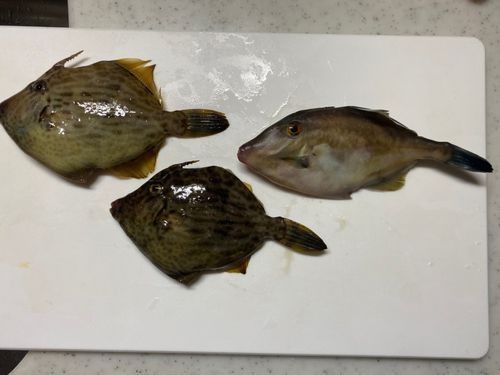 カワハギの釣果