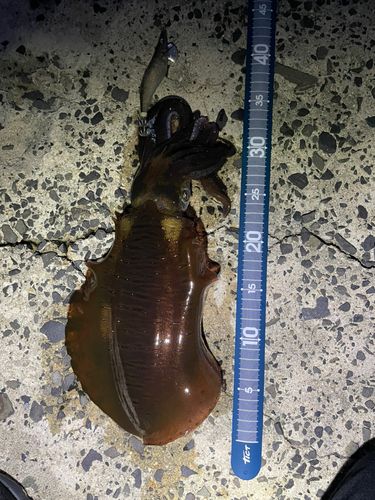 アオリイカの釣果