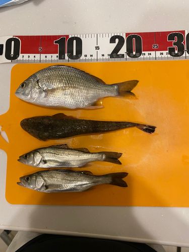 キビレの釣果