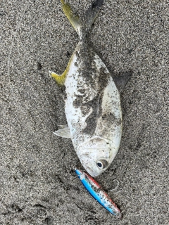 メッキの釣果