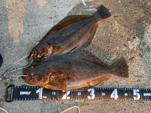 ヒラメの釣果