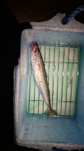 サバの釣果