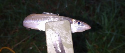 ハゼの釣果