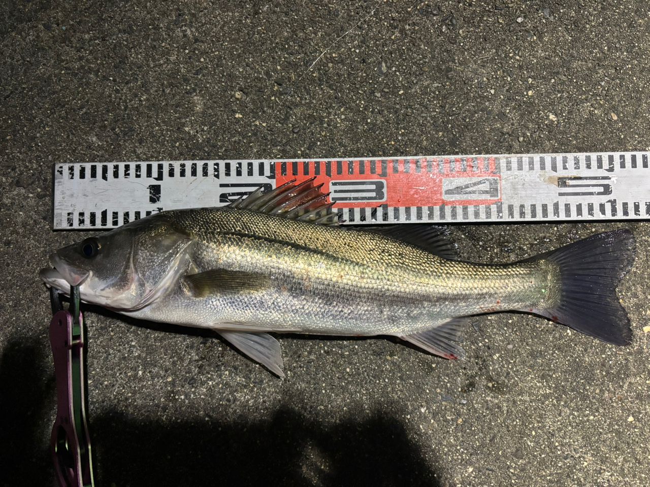 SHIMANO 20ルナミス S80MLの最安値・インプレ・釣果 | 本音の口コミが