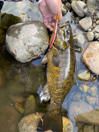 スモールマウスバスの釣果
