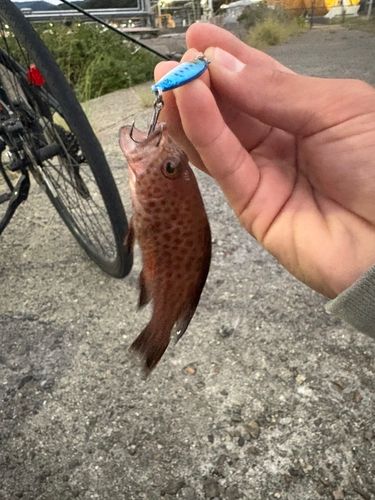 オオモンハタの釣果