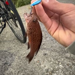 オオモンハタ