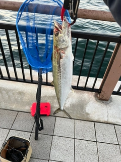 サゴシの釣果