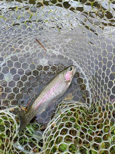 ニジマスの釣果